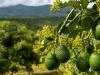 avokado